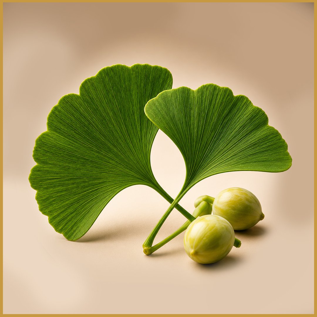Ginkgo Biloba